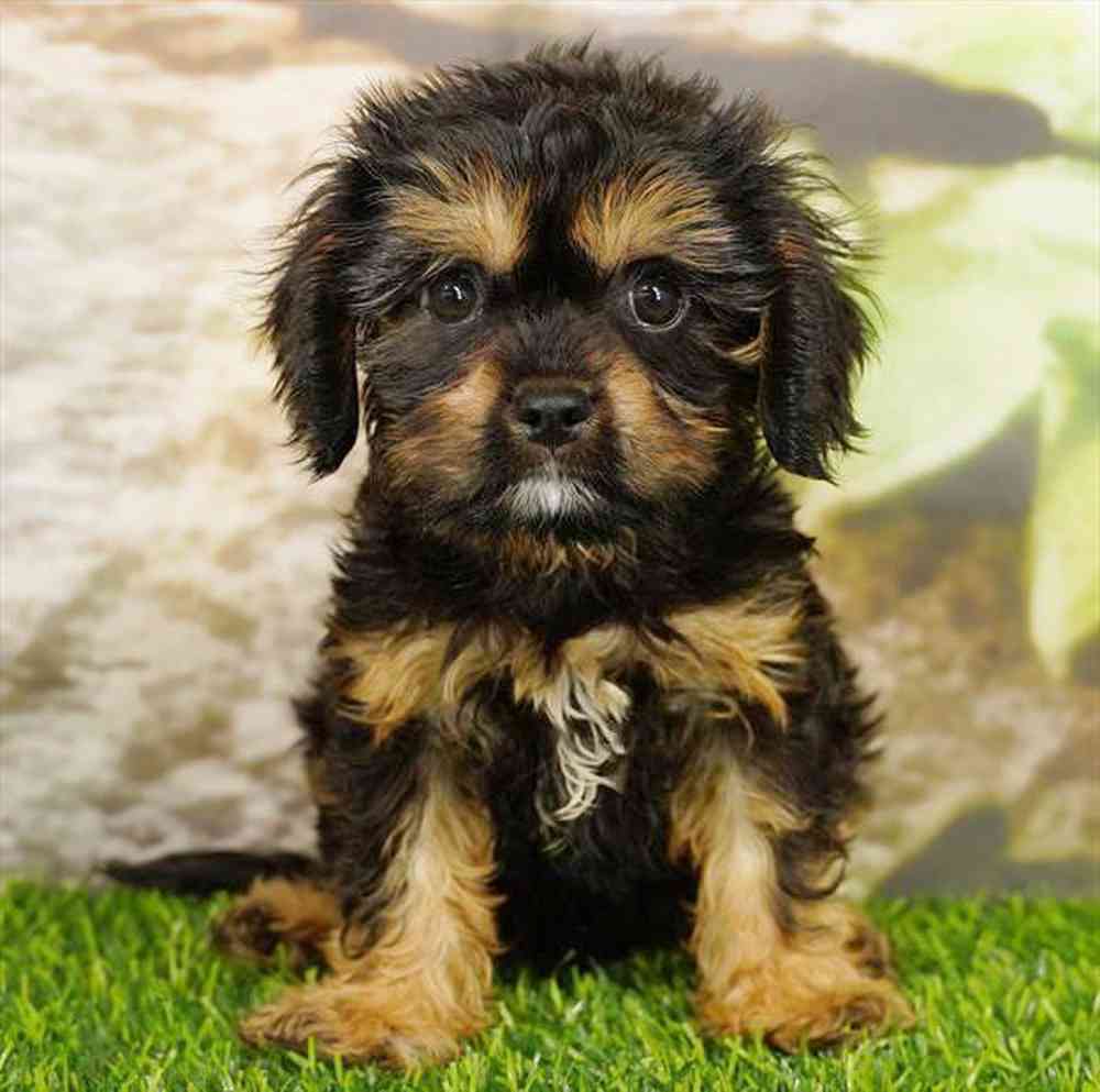 Image of a pet breed in the gallery