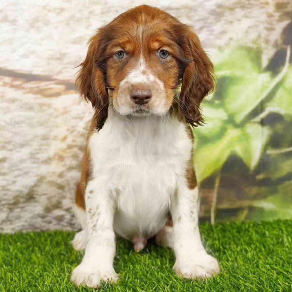 Image of a pet breed in the gallery