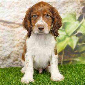 English Springer Spaniel