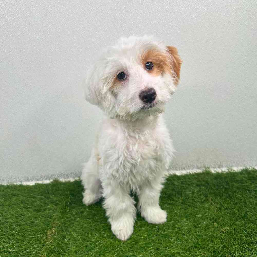 Image of a pet breed in the gallery