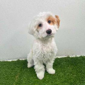 2nd Gen Mini Goldendoodle