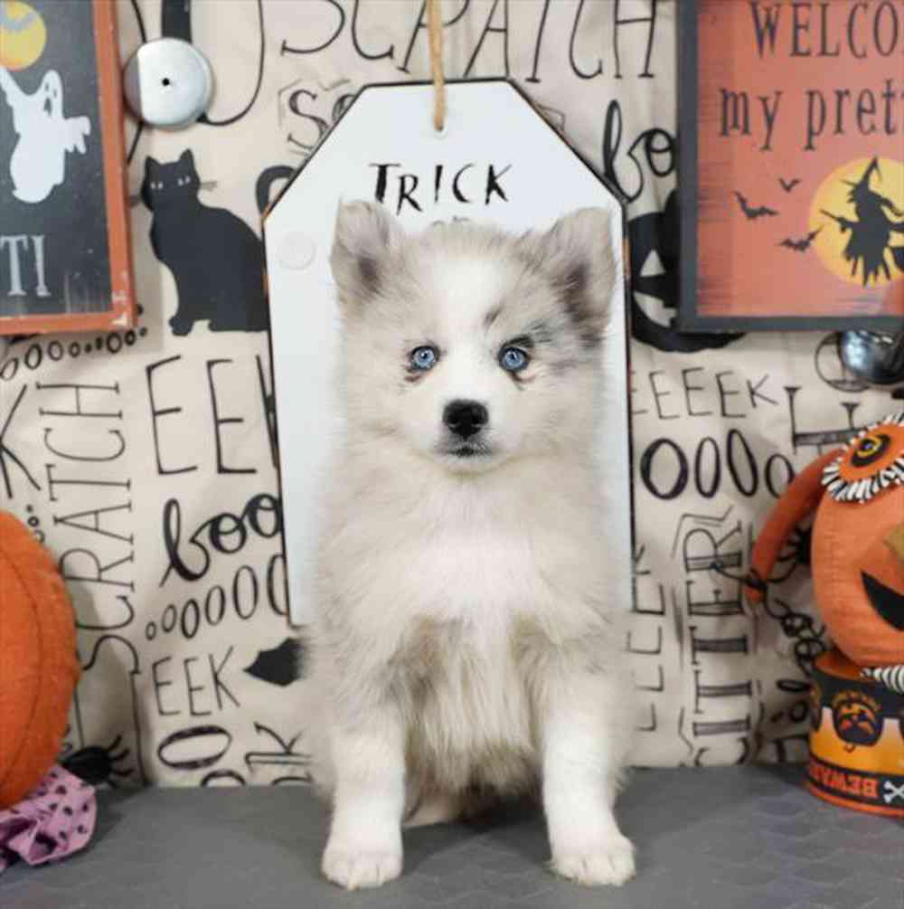 carousel pet images