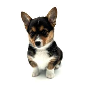 Pembroke Welsh Corgi