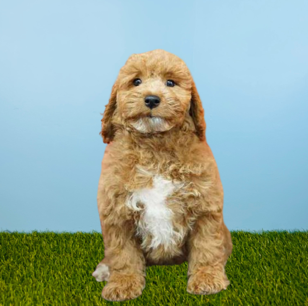 Male 2nd Gen Mini Goldendoodle Puppy for Sale in Meridian, ID