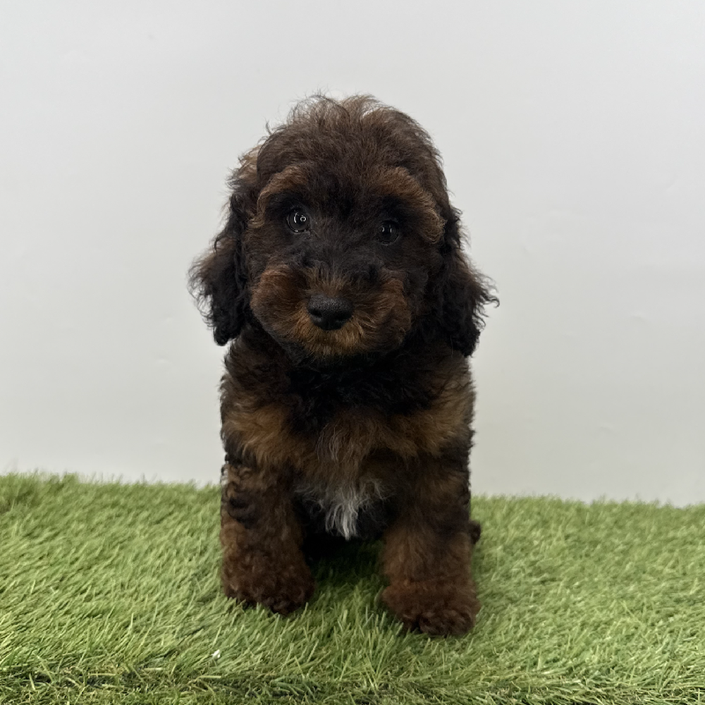 pet breed image