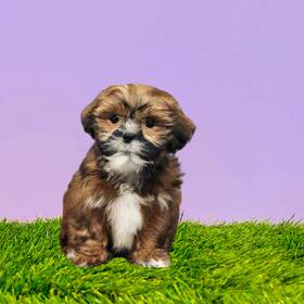 Lhasa Apso