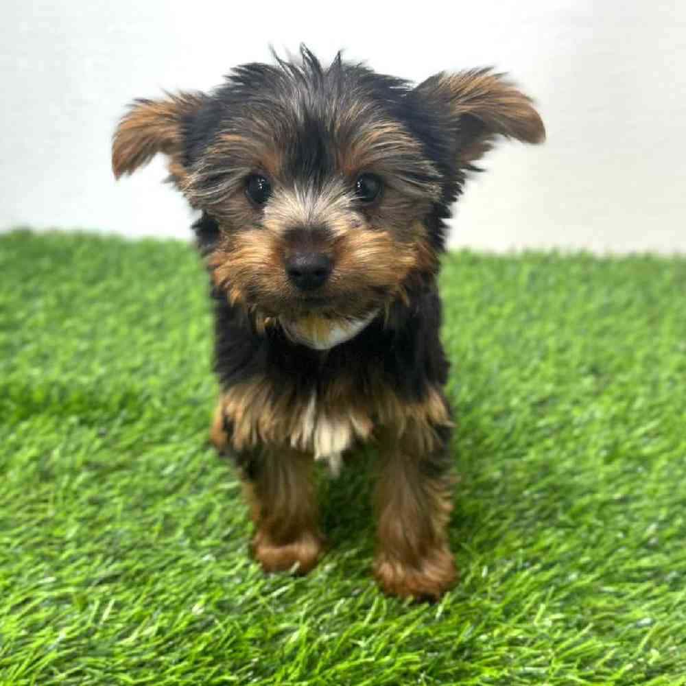 Image of a pet breed in the gallery