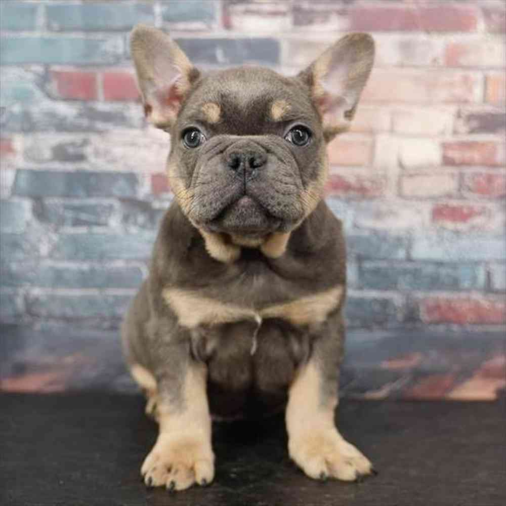 Image of a pet breed in the gallery