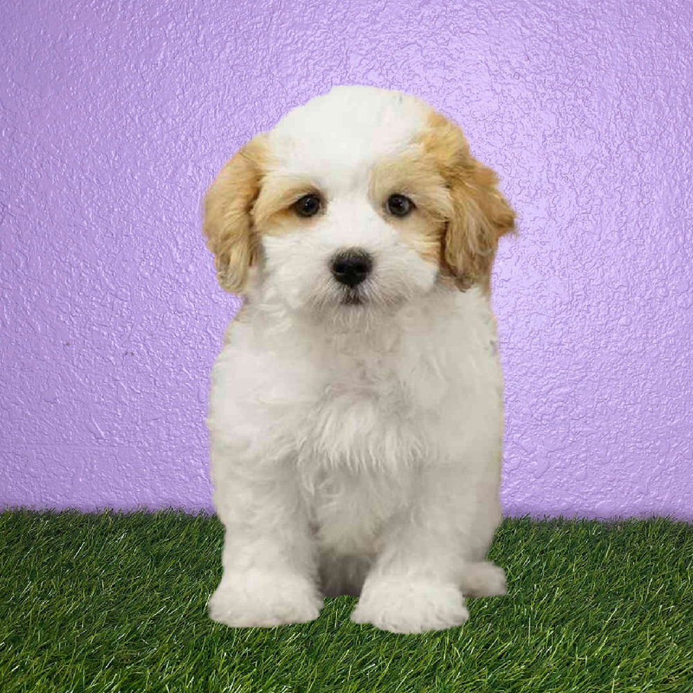 Female Havapoo Puppy for Sale in New Braunfels, TX