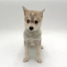 Alaskan Klee Kai