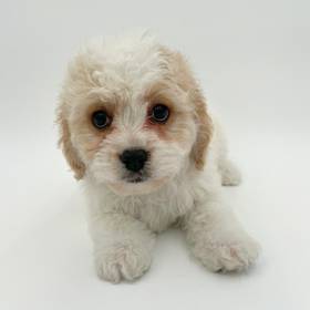Cavachon