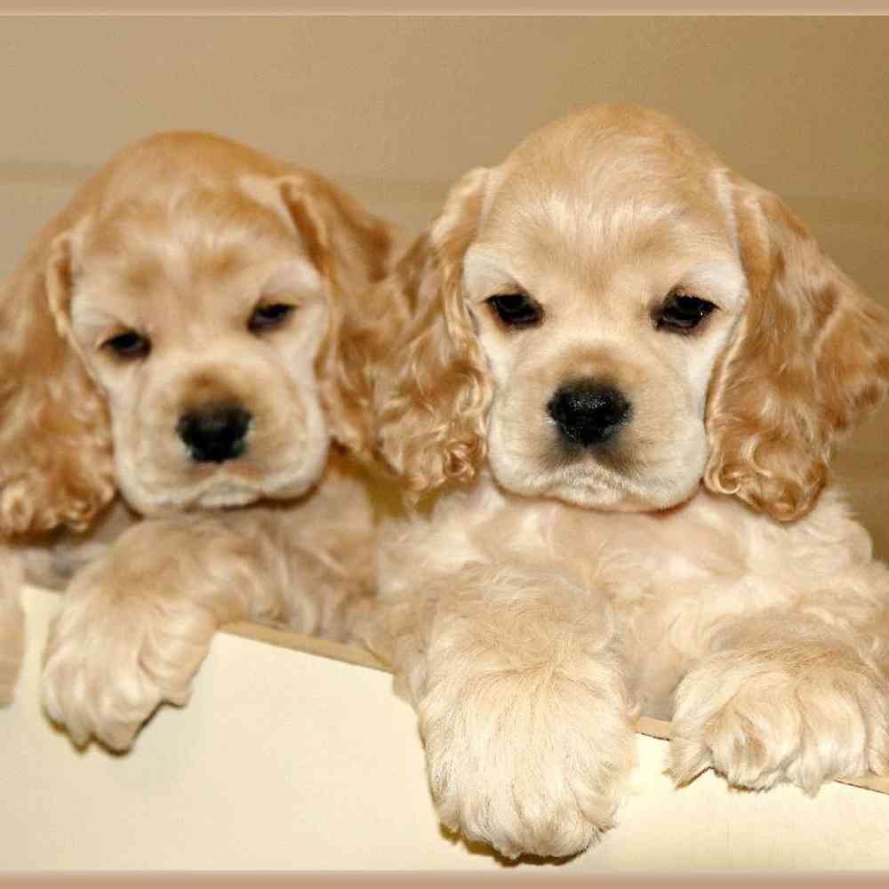 American cocker on sale spaniel puppy