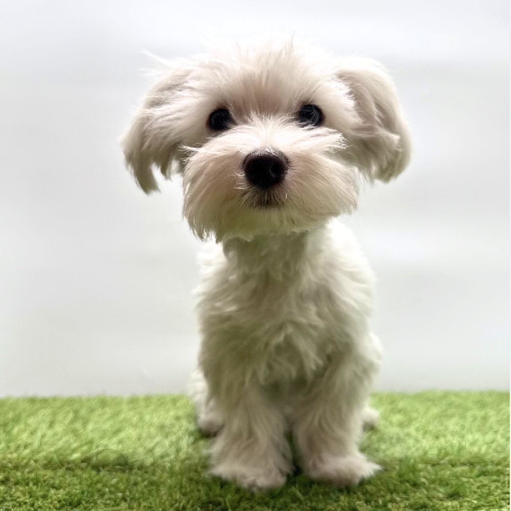 pet breed image