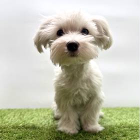 Maltese