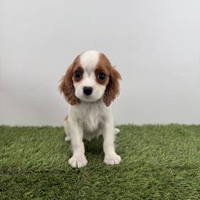Cavalier King Charles Spaniel