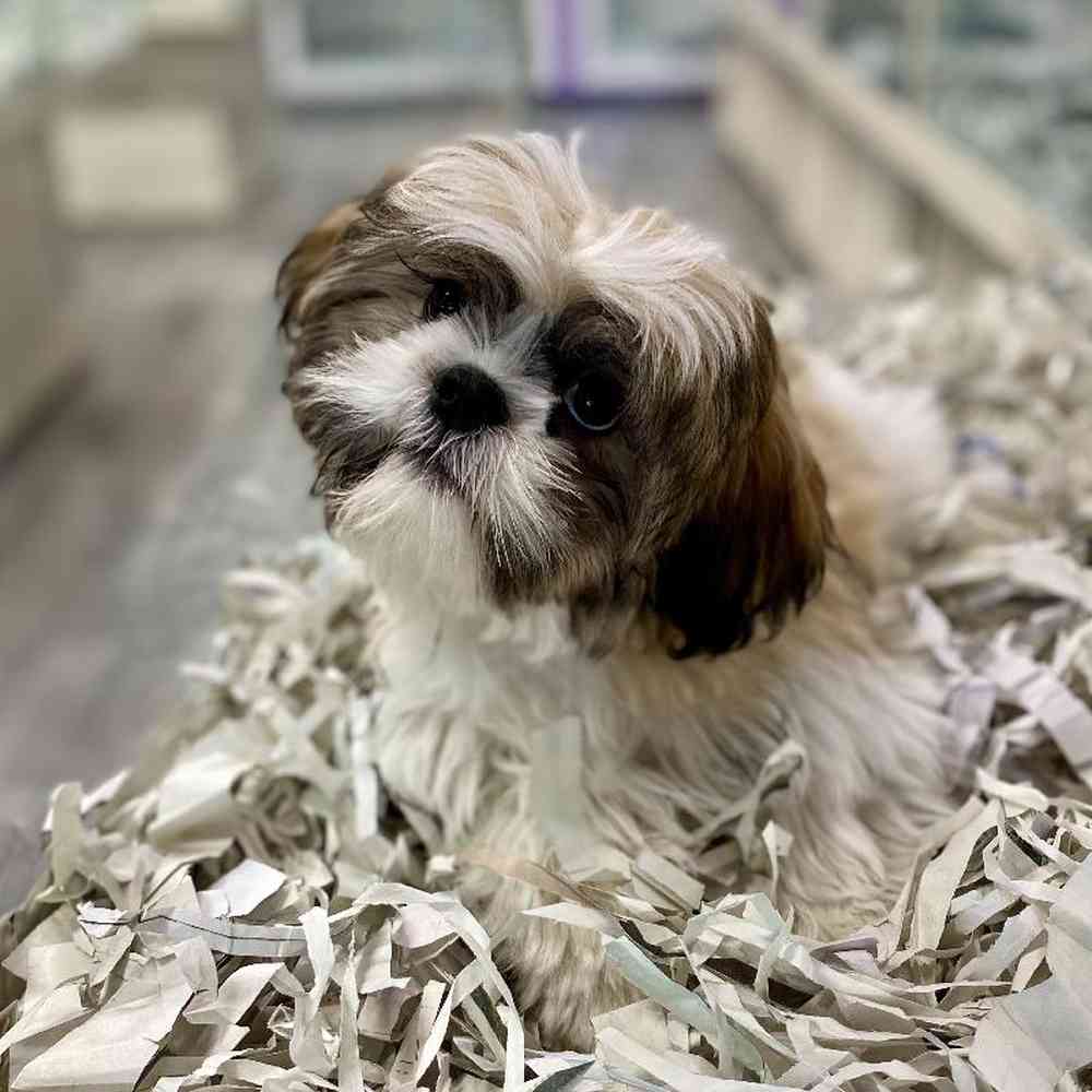 Male Shih Tzu Puppy for Sale in Meridian, ID