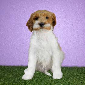 2nd Gen Mini Goldendoodle