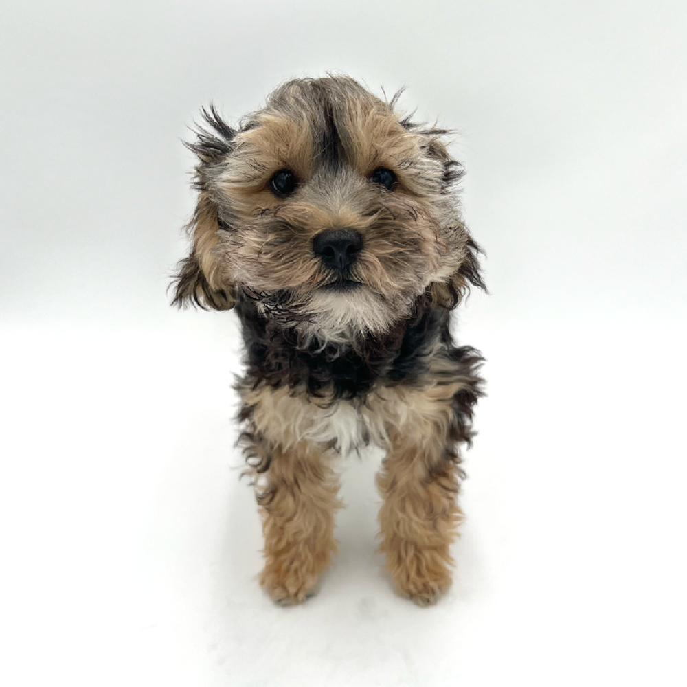 Male Yorkie-Poo Puppy for Sale in San Antonio, TX