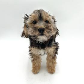 Yorkie-Poo