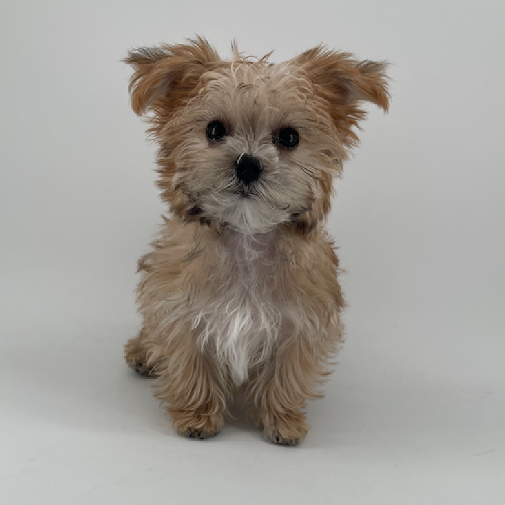 Image of a pet breed in the gallery
