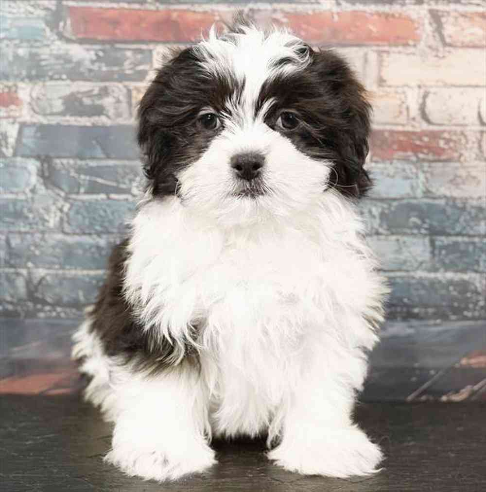 Image of a pet breed in the gallery