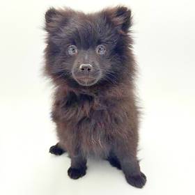 Pomeranian