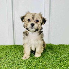 Havanese