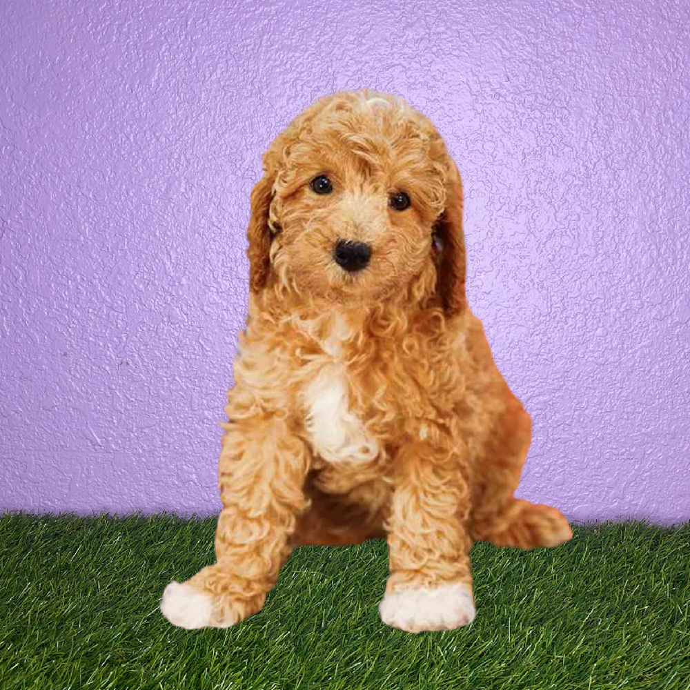 Female Poodle Puppy for Sale in New Braunfels, TX