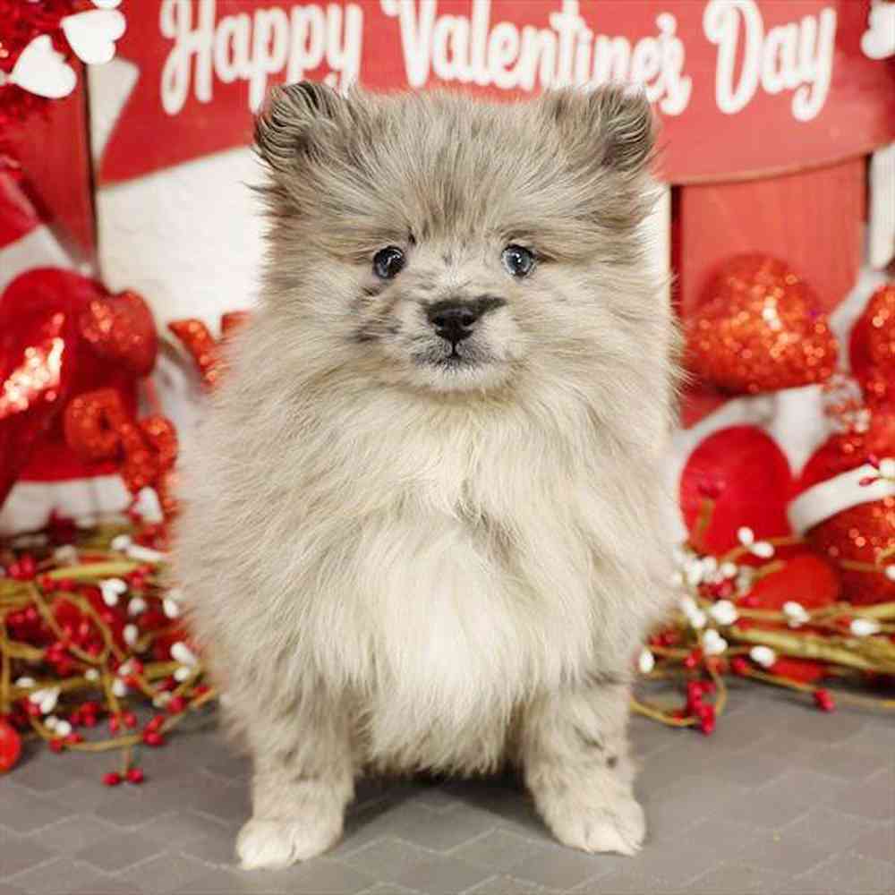 carousel pet images