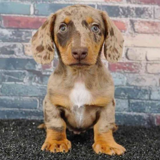 Dachshund