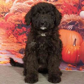 2nd Gen Mini Bernedoodle