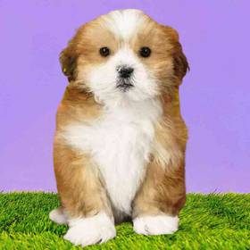 Lhasa Apso