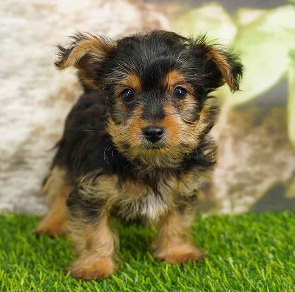 pet breed image