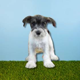 Mini Schnauzer