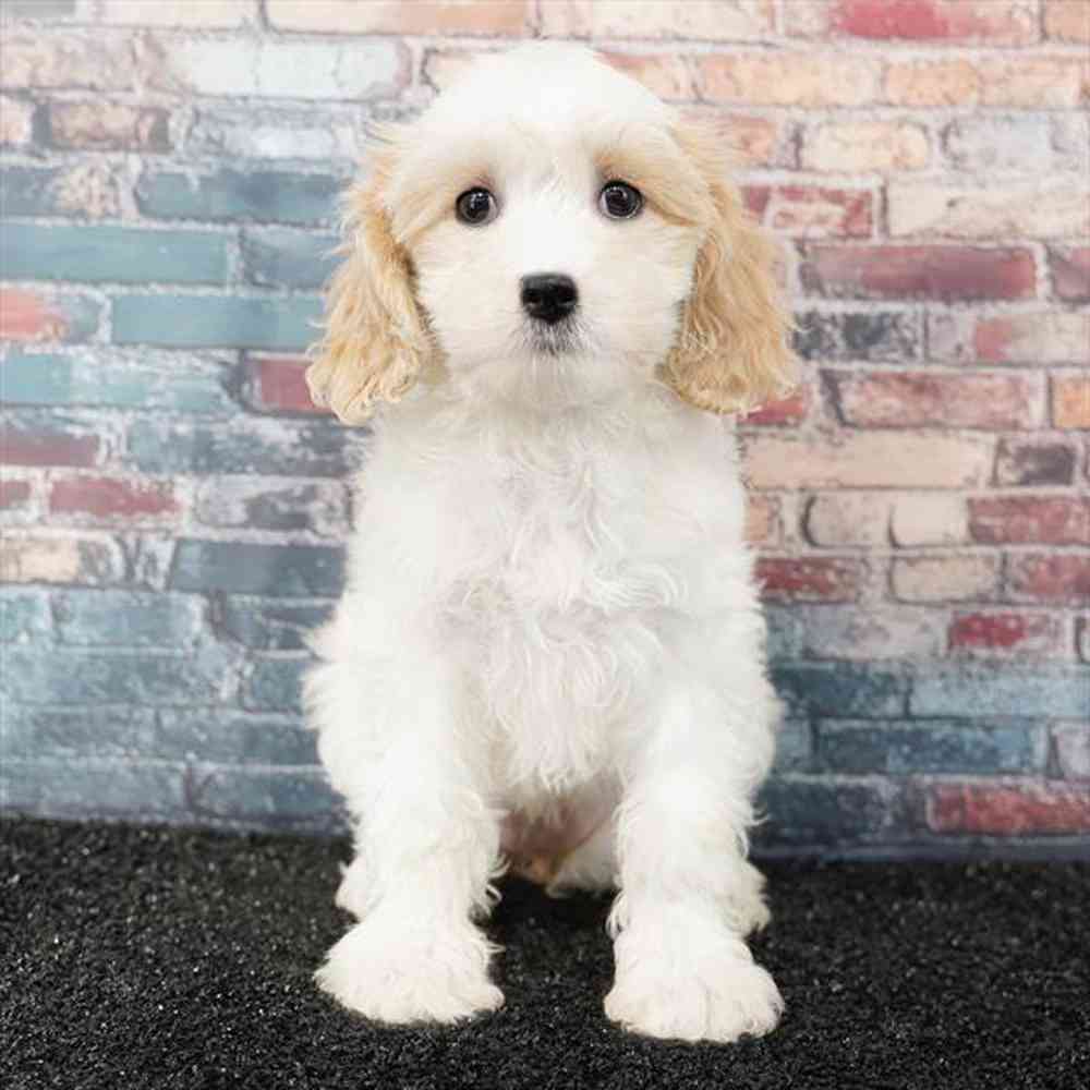 Image of a pet breed in the gallery