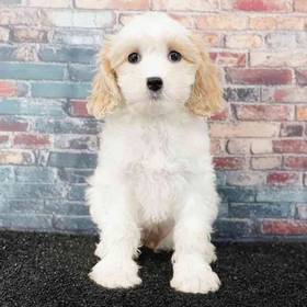 Cavachon