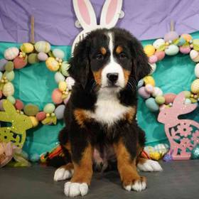 Bernese Mountain Dog