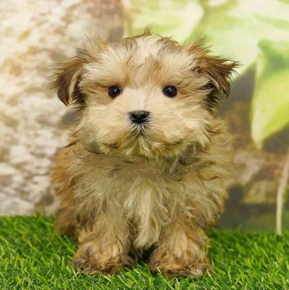 Image of a pet breed in the gallery