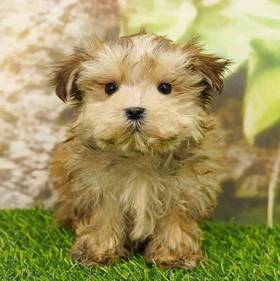 Morkie