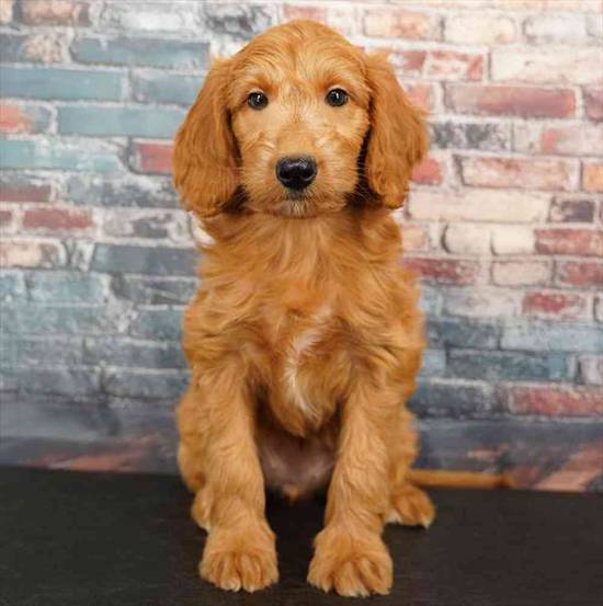 2nd Gen Mini Goldendoodle