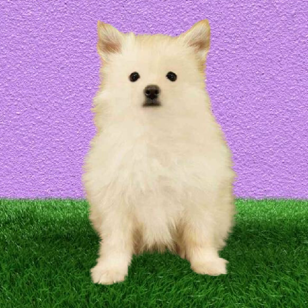 Male Pomeranian Puppy for Sale in Marietta, GA