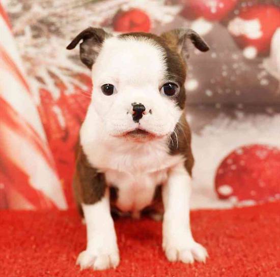Boston Terrier