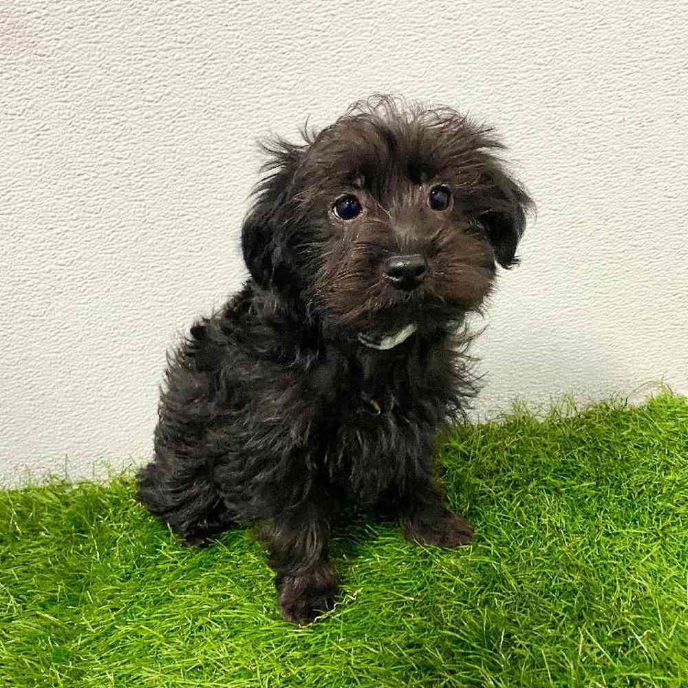 Image of a pet breed in the gallery