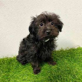 Yorkie-Poo