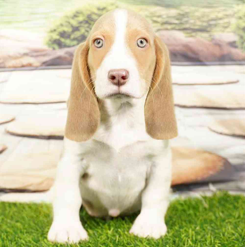 pet breed image