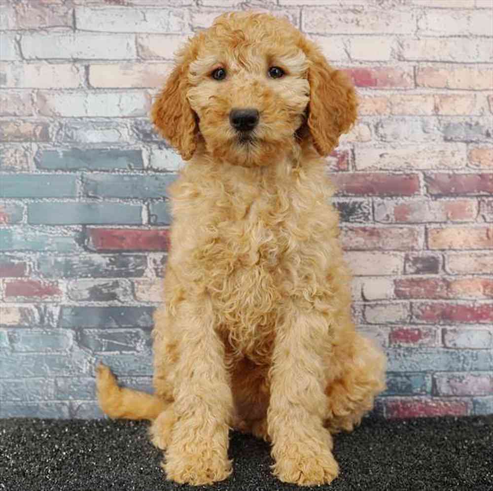 Image of a pet breed in the gallery