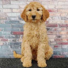 2nd Gen Mini Goldendoodle
