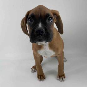 Boxer