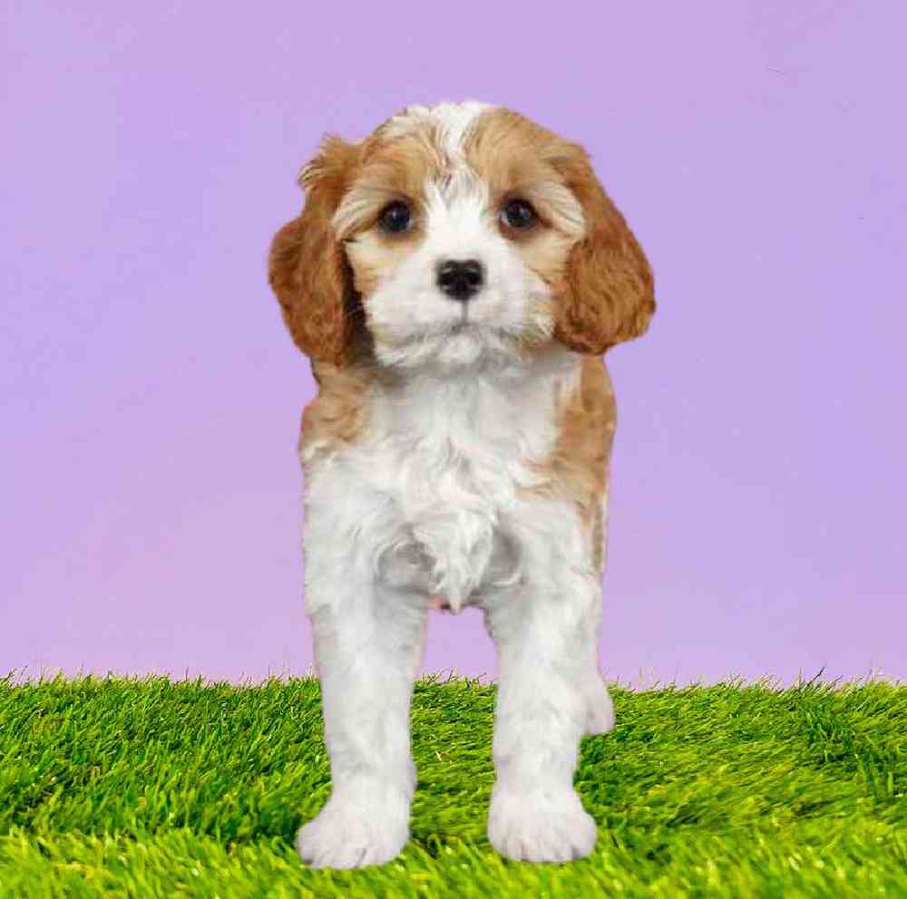 Male Cavapoo Puppy for Sale in Puyallup, WA