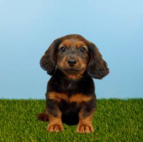 Dachshund